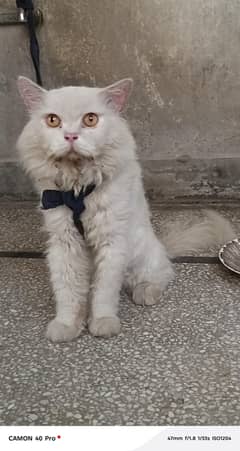 Cat For Sale