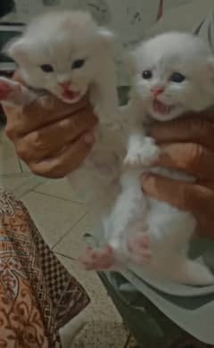 Punch face  little baby cats available
