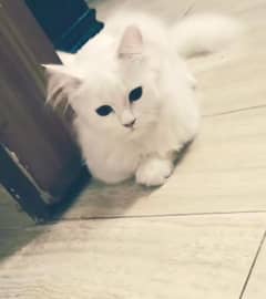 Turkish Angora Brown Eyed 4 months Male Cat