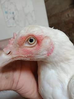 Hera Hen