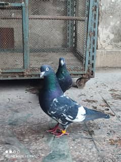Original Rampuri kabootar pair