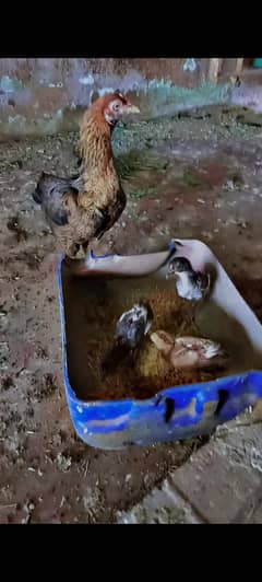 murgi sale 5 bachay hain