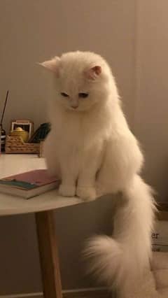 persian