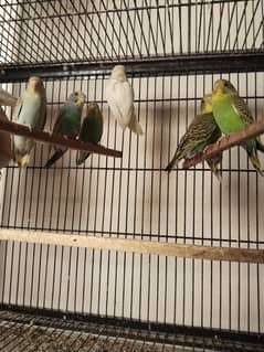 parrot's for sale