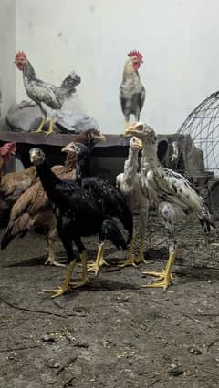 Aseel choza Male female for sale
