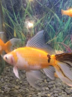 Goldfish for Sale