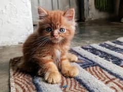 4golden and grey cat age 2 month for sale Persian triple coat