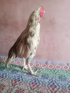 mianwali aseel 03062815846