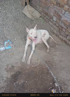 1.8 month pair gultair dog for sale