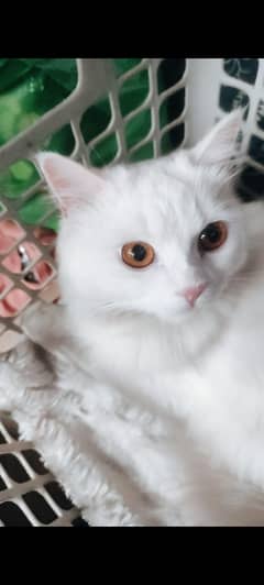 SNOW WHITE Persian double coated Cat