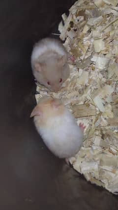 Hamster available
