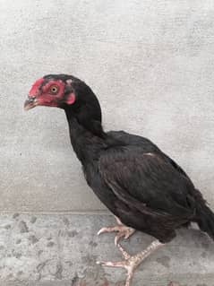Mushki madi hen