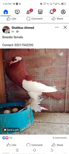 red magpie male age 1year location Faisalabad 03026566623