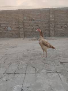 murgi for sale