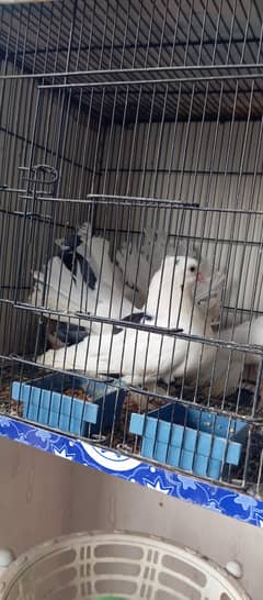 lakka pigeon (Indian fantail)