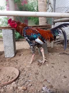 Aseel breeder pair
