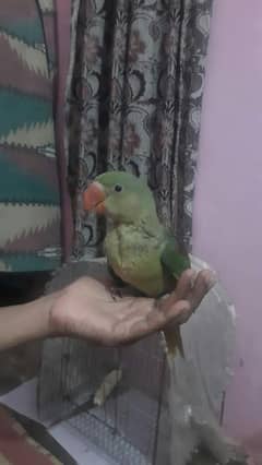 sun conure