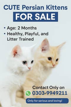 CUTE Persian Kittens FOR SALE