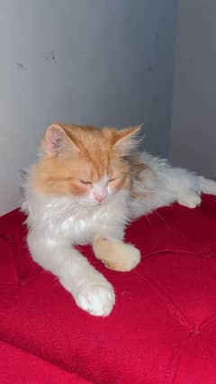 perian cat triple coat on heat