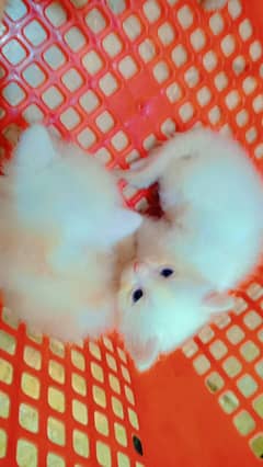 kittens only