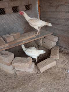 white aseel female pair