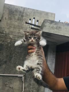 Persion kittens