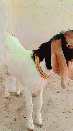 goat.