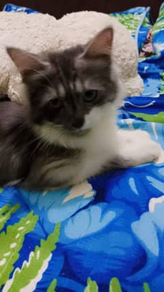 cute cat