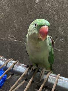 Raw parrot female