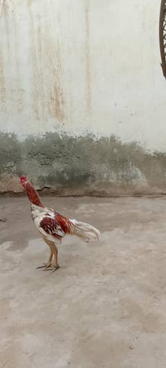 aseel mianwali murga sale 10k final