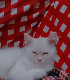 Persian cat 4 month old