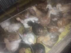 55 days old vacinated  available Bagh Azad Kashmir.