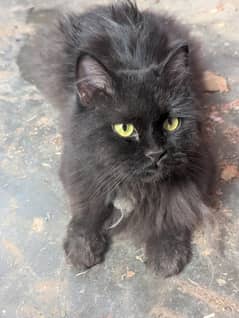 Persian Female Cat Black Color full active