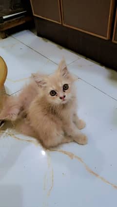 3 months double coated Persian kittens