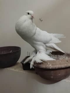 fancy pigeons