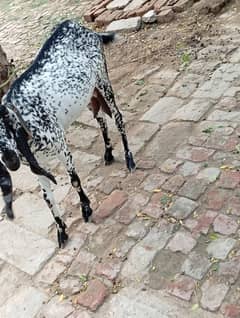 milk one litre and 1 month pregnant 03082068140 watasap