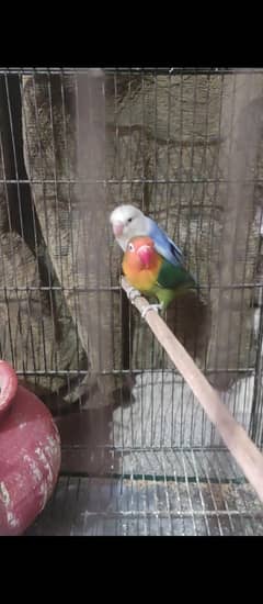 Split Palefellow Breeder pair