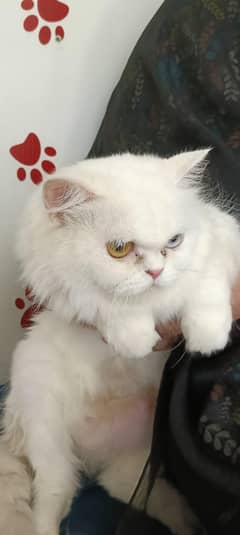 cat bahawalpur