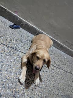America labra dog