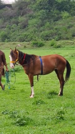 Desi horse pair for sale