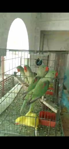 chicks
