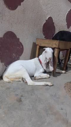 Gulabi