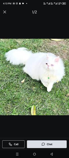 Persian cat for sale male or female my WhatsApp 0370=35=50=874