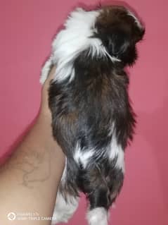 shih tzu male puppy available