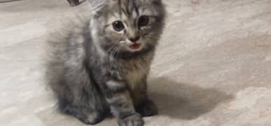 Gray Color Persian Cat