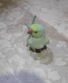 khata parrots male