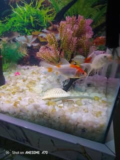 fish