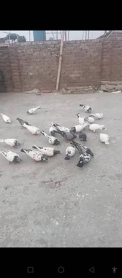 joro waly kabutr hai rabta nambr 03175852701