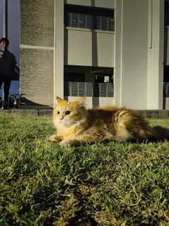 Persian triple coat orange female cat.
