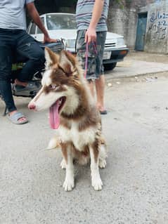 Siberian Husky